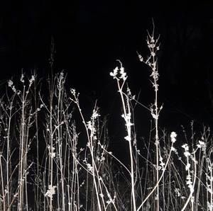 Meet your Posher, Stevie